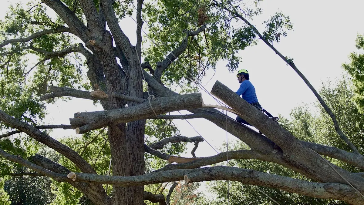Professional Hazardous Tree Removal performed by certified arborists in Leigh
